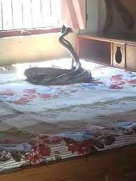 Suara ular king cobra atau tedung selar berkokok, yang harus kalian ketahui bunyi suara ular kobra ini seperti ayam berkok untuk. Borneo Ular Tedung Selar Mengawan Dlm Bilik Ni Di Facebook