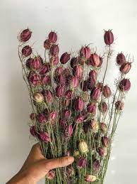 Dried Nigella Seed Pods Via Pickles Palmtrees Hedgerow Flowers Dried Flower Bouquet Dried Flowers