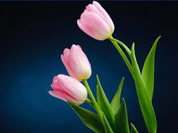Beautiful Images Of Tulip Flowers Http Www Hdwallpaperscool Com Tulip Flower Desktop Wall Tulip Flower Pictures Flower Pictures Tulips Flowers