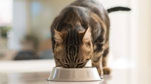 Super limited ingredient means there's nothing. Low Phosphorus Cat Foods For Kidney Disease Healthy Paws