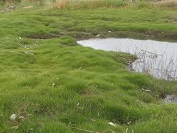 Image result for Paspalum vaginatum