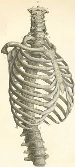 The Vertebrae Of The Thorax With The Cervical Lumbar And Shoulder On The Right Side And Seen Arte De Anatomia Humana Anatomia Del Esqueleto Arte De Anatomia