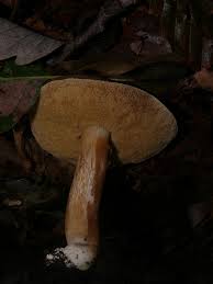 Image result for Xanthoconium sp.