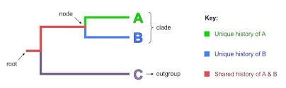 Cladograms Bioninja