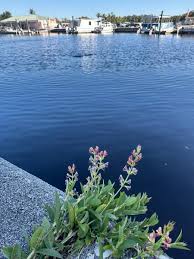 Image result for Alysicarpus zeyheri