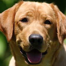 Country Labs English Style Labradors Fox Red Chocolate Black