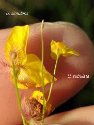 Image result for Utricularia subulata