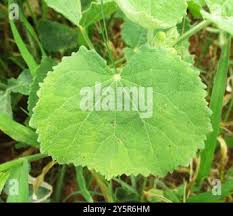 Image result for Pavonia senegalensis