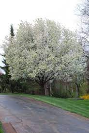 They are one of the longest blooming flowers, lasting up to 8 weeks with proper care. Pictures Of Trees In The Spring Google Search White Flowering Trees Shade Garden Plants Pretty Trees