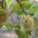 Image result for Brachystegia spiciformis