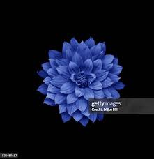 885 The Blue Dahlia Stock Photos, High-Res Pictures, and Images - Getty  Images
