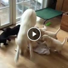 A Fun Game Of Dogs In The House Puppy Care Dogs Dog Owners