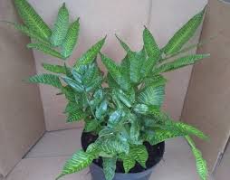 Image result for Coniogramme