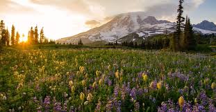 We did not find results for: 18 Wildflower Hikes Near Seattle To Explore Curbed Seattle