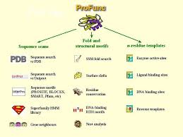This Shows All The Functions That Protein Conduct Macromolecules Active Site Superfamily