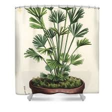 Image result for Actiniopteris radiata