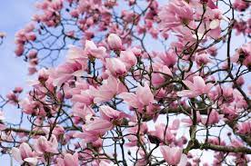They're deciduous and evergreen trees this group includes the popular saucer magnolia (m. Pin On To Do