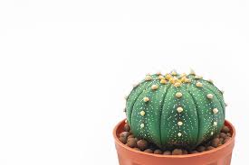25 tipos de cactus sin espinas suscríbete al canal para más contenido y activar la campanita de notificaciones y no olvides dejarme tus sugerencias. Tipos De Cactus Sin Espinas Ideales Para Interior Blog Miroytengo