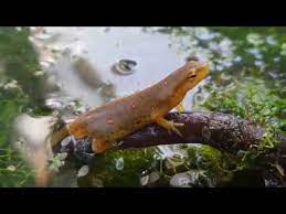 Eastern Newt Care Guide Part 1 - Youtube
