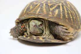 What Kind Of Turtle Is It Dickinson County Conservation Board