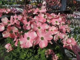Check spelling or type a new query. Hartriegel Cornus Gartencenter Zulauf Pflanzen Kaufen