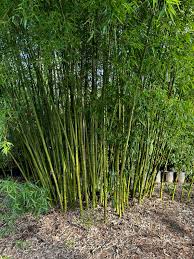 Image result for Pilea bambuseti