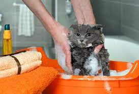 Can You Use Dog Shampoo On Cats