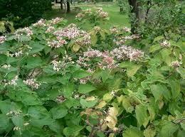 Image result for Clerodendrum melanocrater