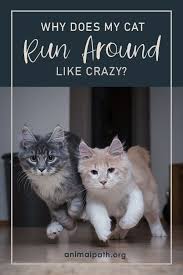Why Does My Cat Run Around Like Crazy In 2020 Cat Run Cats Cat Parenting