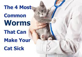 Fleas also play a huge role in the infestation of worms. The 4 Most Common Worms That Can Make Your Cat Sick Thecatsite Articles
