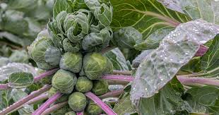 Plants are tall (sometimes 2 to 3 feet) and erect. 15 Of The Best Brussels Sprout Varieties Gardener S Path