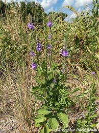 Image result for Fuirena stricta