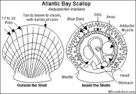 Black And Tan Green Bay Closing Pin By Rhonda On Scallop Scallop Invertebrates Enchanted Learning