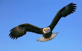 Bekijk meer ideeën over wandelen, wandelroutes, wandelroute. Amerikaanse Zeearend