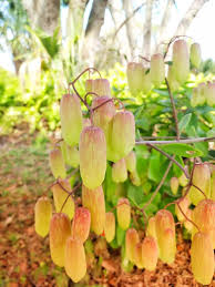 Succulent Kalanchoe Pinnata Cathedral Bells Looks Like Fairies Should Be Dancing Under It Succulents Landscape Garden