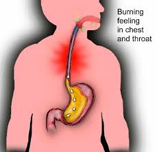 Image result for esophagus