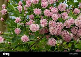 Image result for Dais cotinifolia