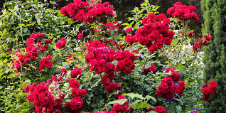 Aside from the issue of thorns, the questions of when, where and how to cut back a climbing rose bush should be answered before you begin. Tips For Pruning Roses Better Homes Gardens