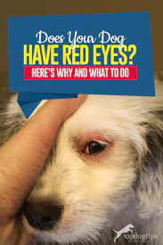 My Dog Has Red Eyes Here S Why And What To Do