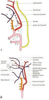 One of the two terminal branches of the external carotid. Figure 3 From Variations Of The Ophthalmic And Middle Meningeal Arteries Relation To The Embryonic Stapedial Artery Semantic Scholar