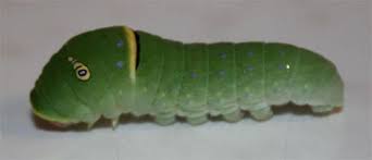 Black And White Striped Caterpillar With Yellow Sides Western Tiger Swallowtail Caterpillar Papilio Rutulus Swallowtail James And Giant Peach Caterpillar