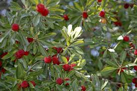In addition, their fruit produces many seeds, which sprout on exposed soil readily after fire. Madrone Tree Facts Growing Madrone Trees In The Landscape