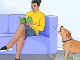 Check spelling or type a new query. 4 Ways To Stop Dogs From Barking At People Wikihow