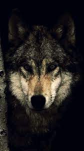 Wolf Wallpaper 4k Mobile Ideas Geometric Wolf Wallpaper Wolf Wallpaper Geometric Wolf