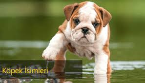 Kedi Isimleri Erkek Disi Kedi Isimleri Miyhav Com