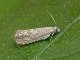 Image result for Cydia microgrammana