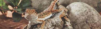 Can a heat lamp be used in a reptile cage? Choosing The Right Reptile Heat Lamp Petco