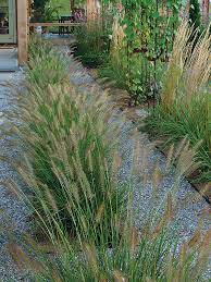 This grass is also fast growing. Designing With Grasses Finegardening