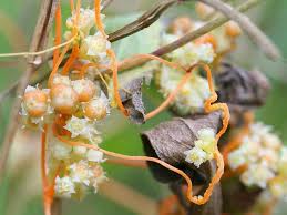 Image result for Cuscuta australis