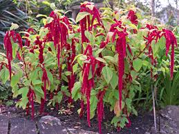 Image result for Amaranthus